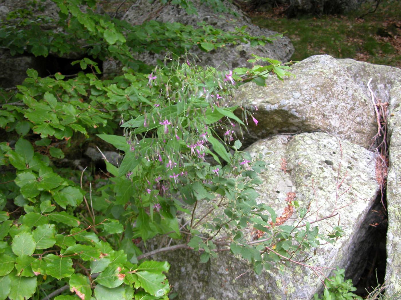 Lettuce, Purple plant